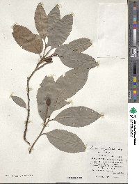 Prunus zippeliana image