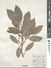 Prunus zippeliana image