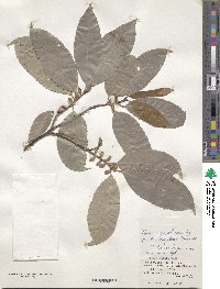 Prunus zippeliana image