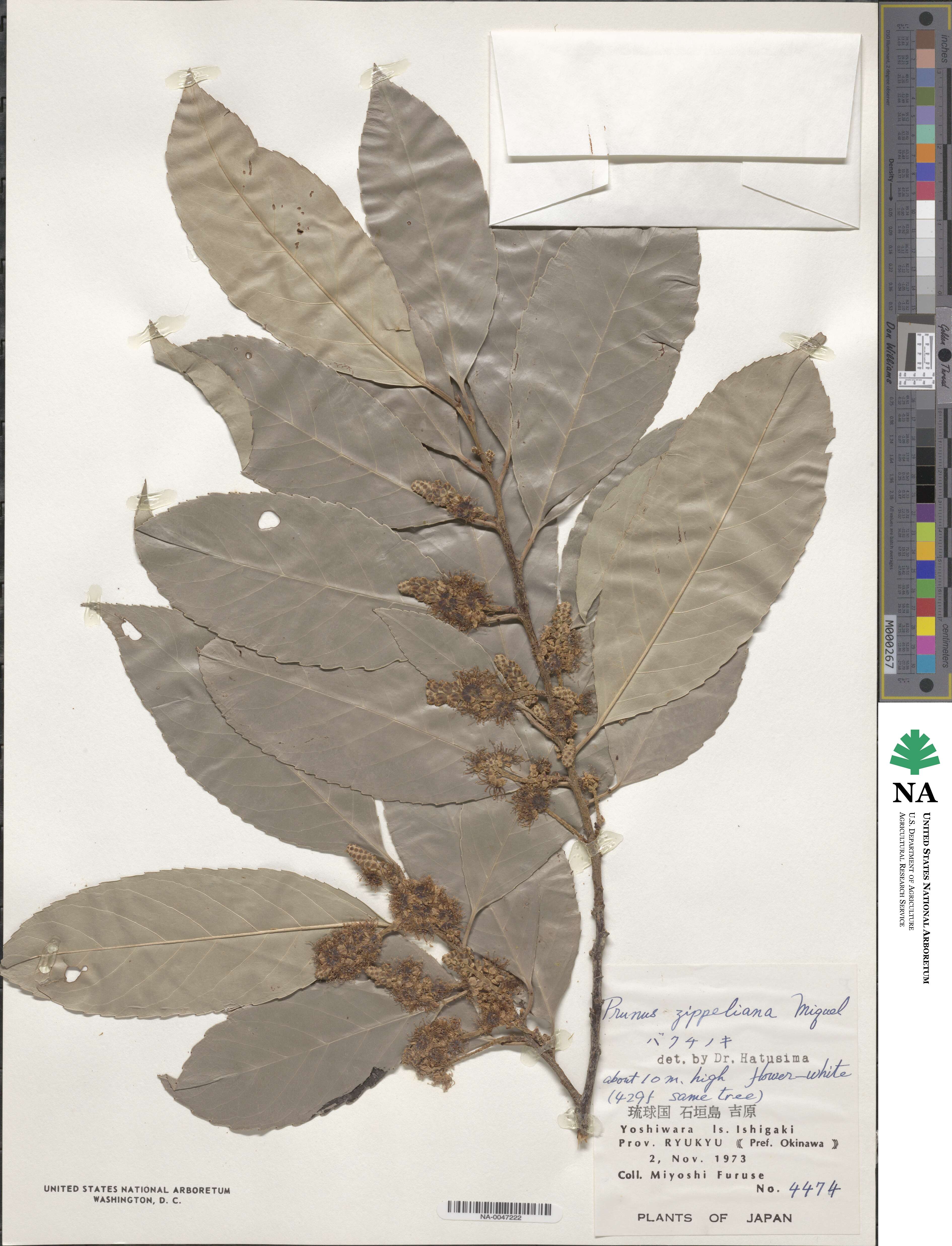 Prunus zippeliana image