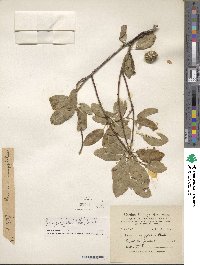 Prunus dulcis image