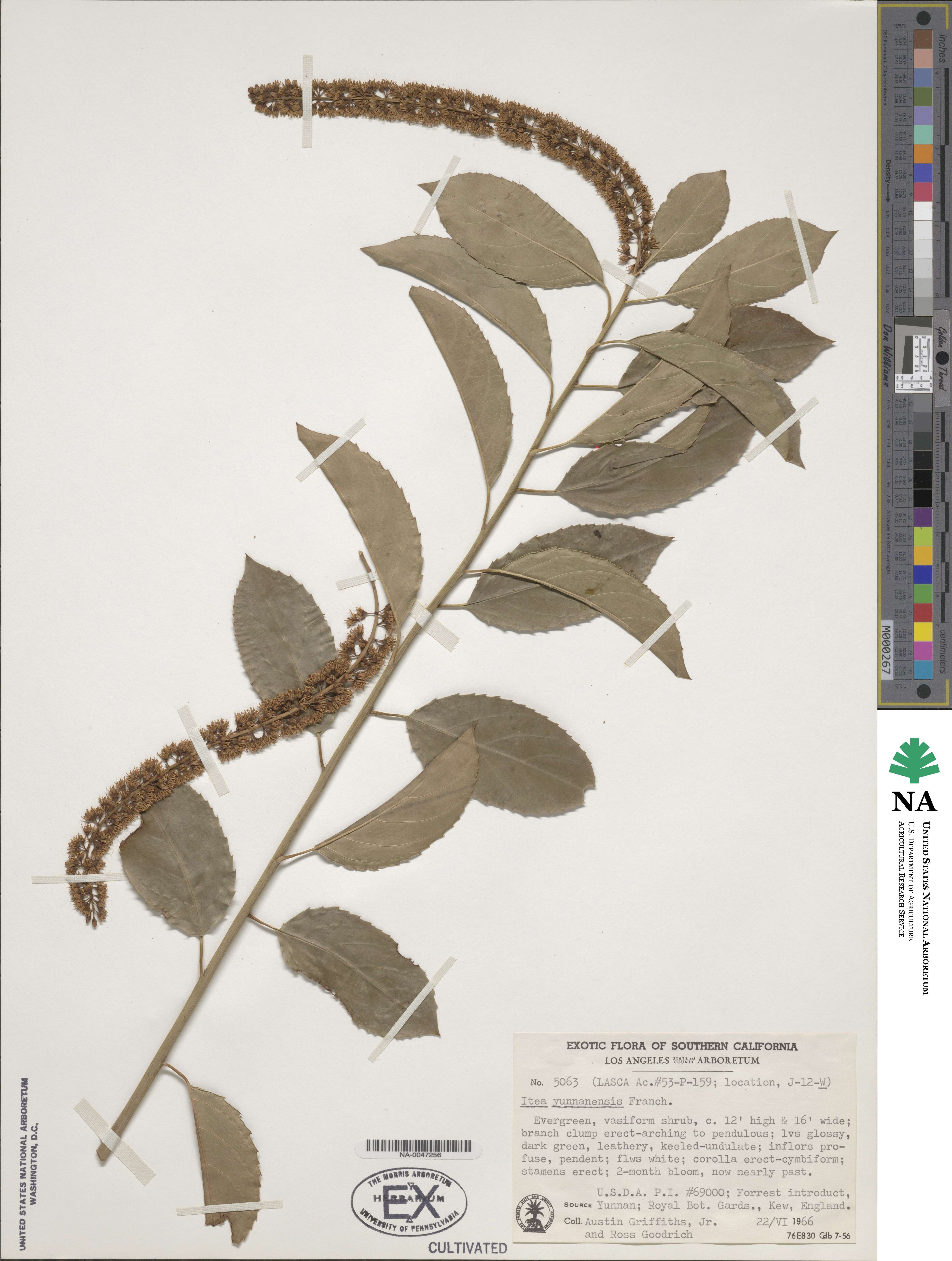 Itea yunnanensis image