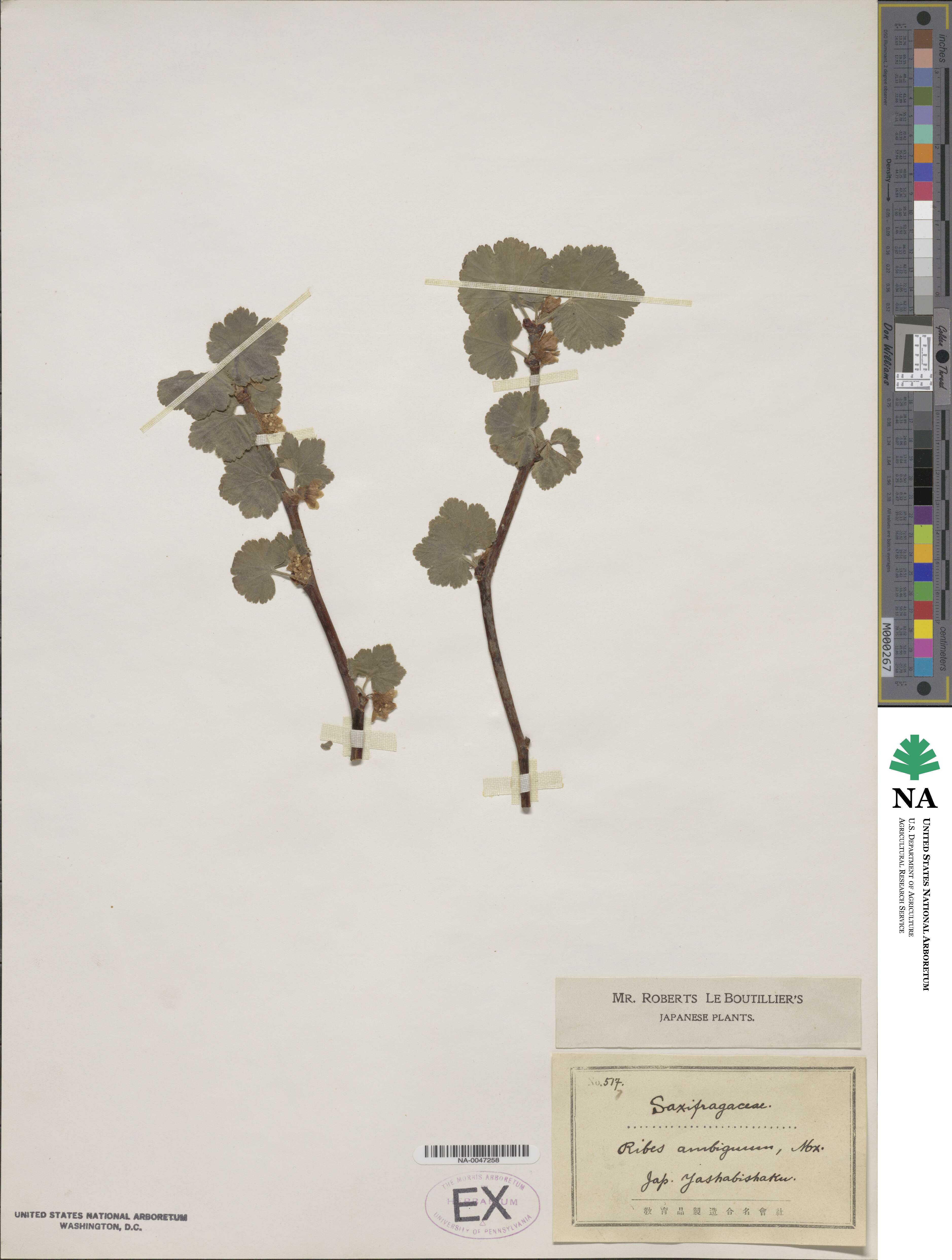 Ribes ambiguum image