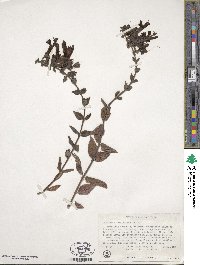 Keckiella cordifolia image