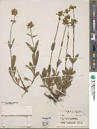 Penstemon confertus image