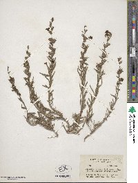 Penstemon gairdneri image