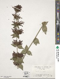 Russelia sarmentosa image