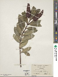 Veronica speciosa image