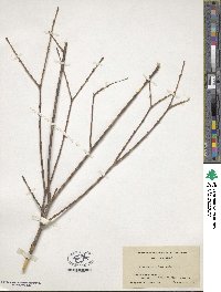 Buckleya distichophylla image