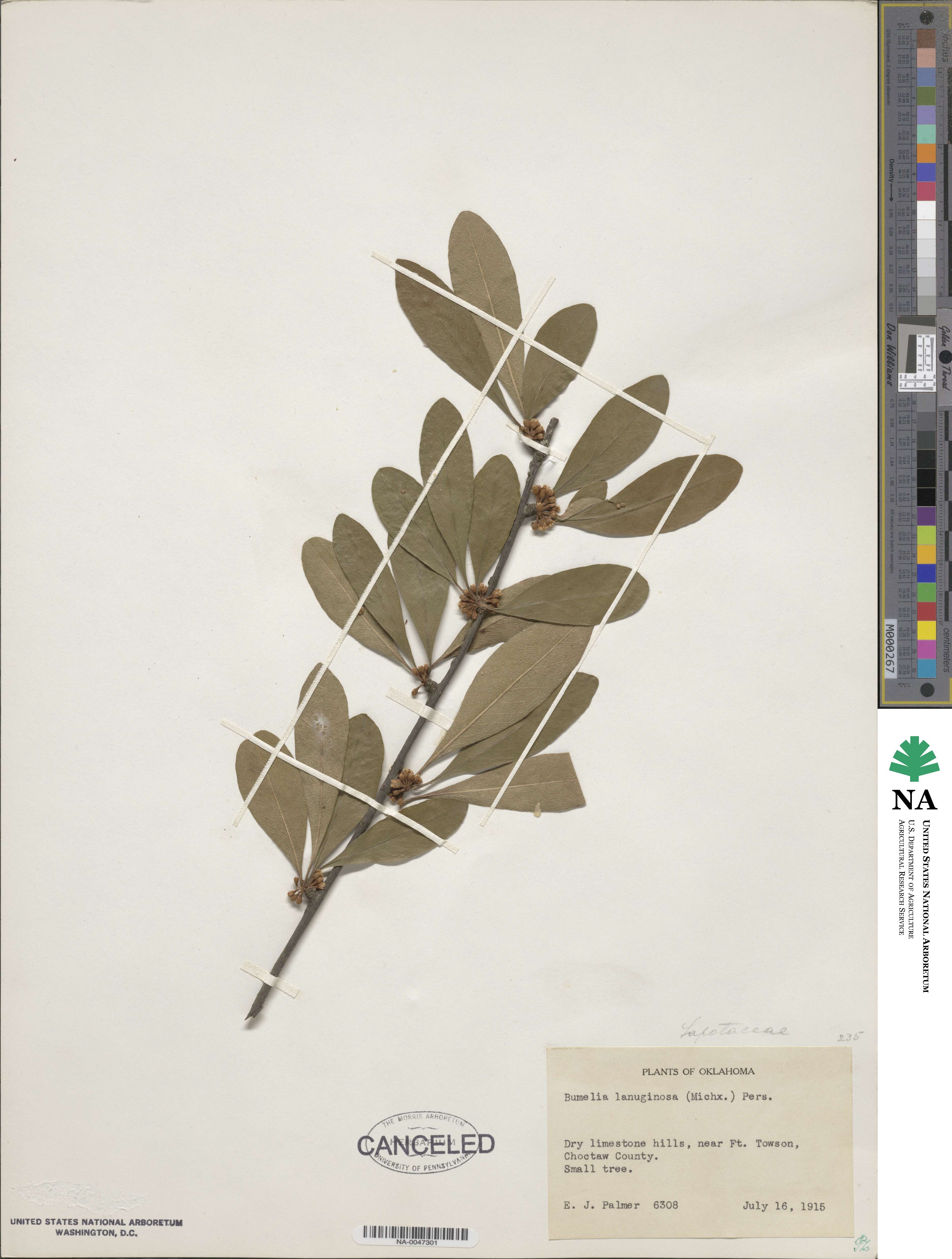 Sideroxylon lanuginosum image