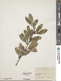 Sideroxylon lanuginosum image