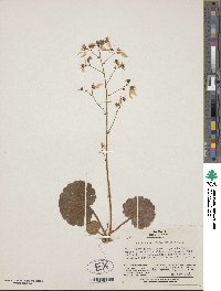 Saxifraga stolonifera image