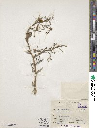 Solanum lasiocarpum image