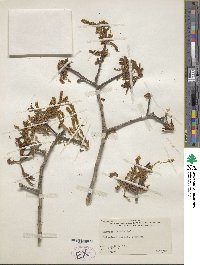 Quercus laevis image