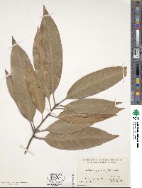 Lithocarpus henryi image