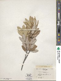 Notholithocarpus densiflorus image