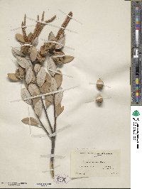 Notholithocarpus densiflorus image