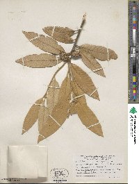 Notholithocarpus densiflorus image