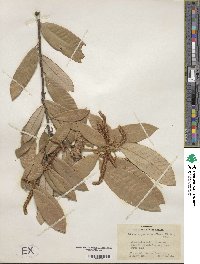 Notholithocarpus densiflorus image