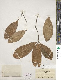 Quercus imbricaria image