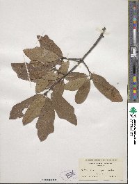 Quercus nigra image