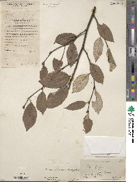 Sorbus folgneri image