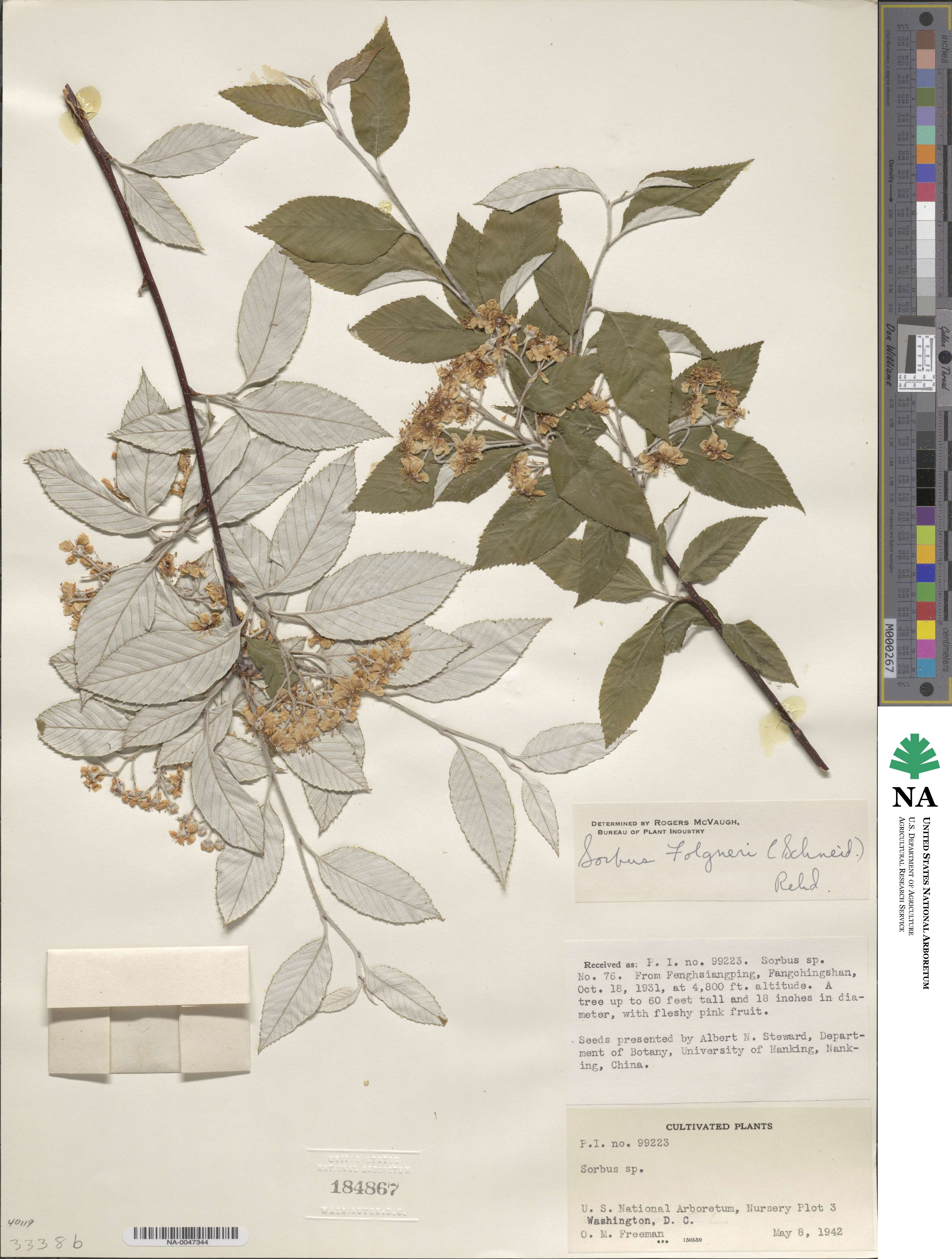 Sorbus folgneri image