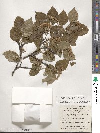 Sorbus alnifolia image