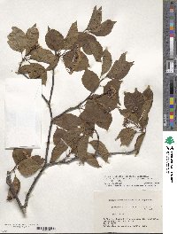 Sorbus alnifolia image