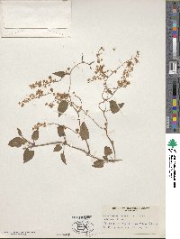 Fallopia baldschuanica image