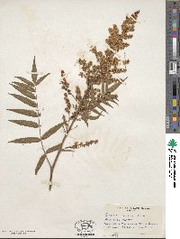 Sorbaria tomentosa var. angustifolia image