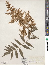 Sorbaria sorbifolia image