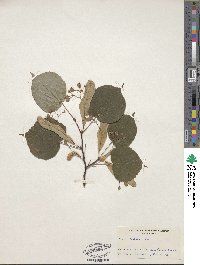 Tilia cordata image