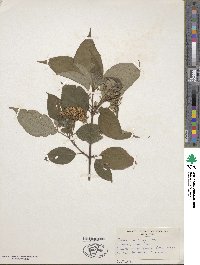 Cornus macrophylla image