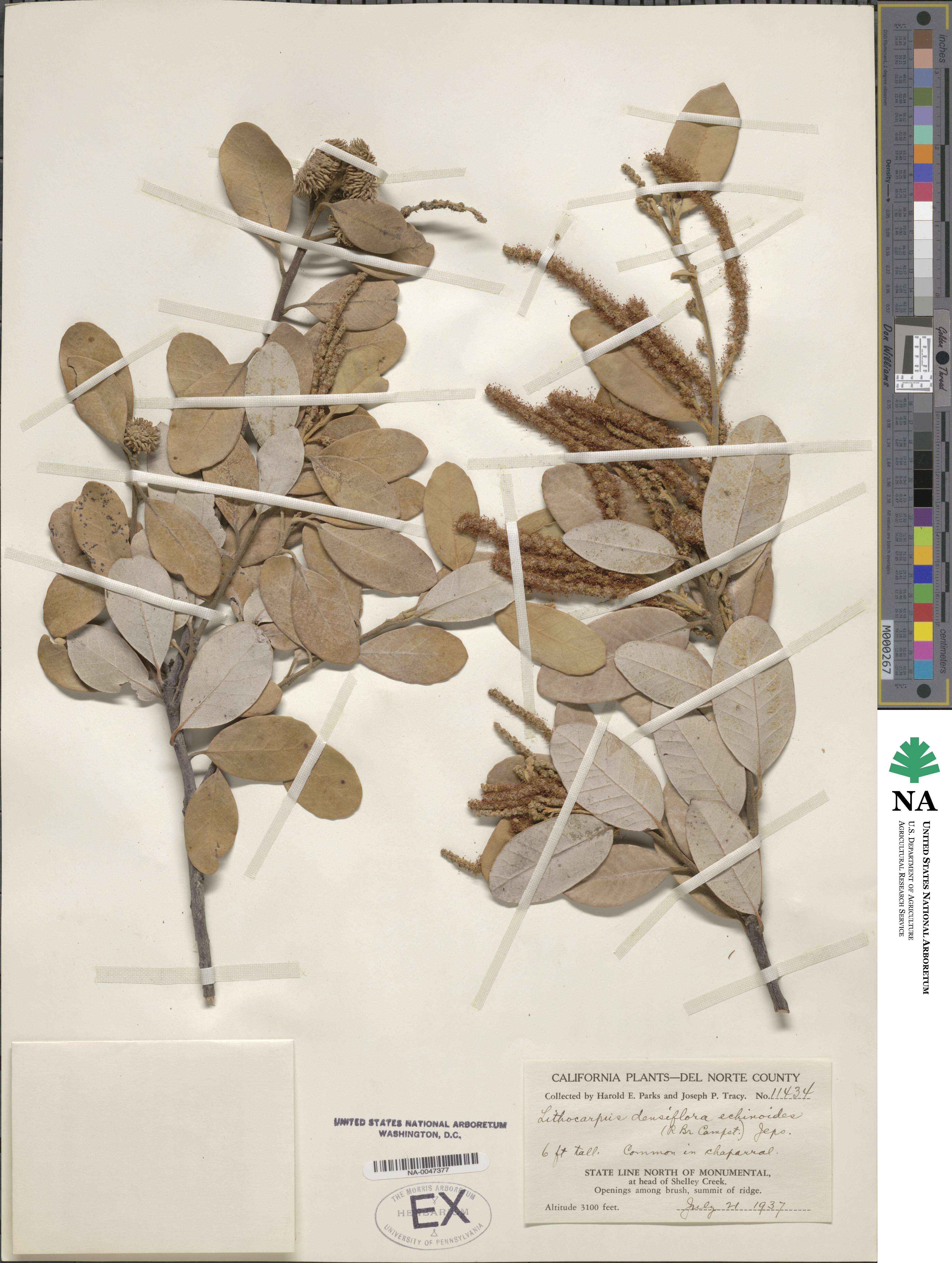 Notholithocarpus densiflorus var. echinoides image