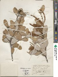 Notholithocarpus densiflorus var. echinoides image