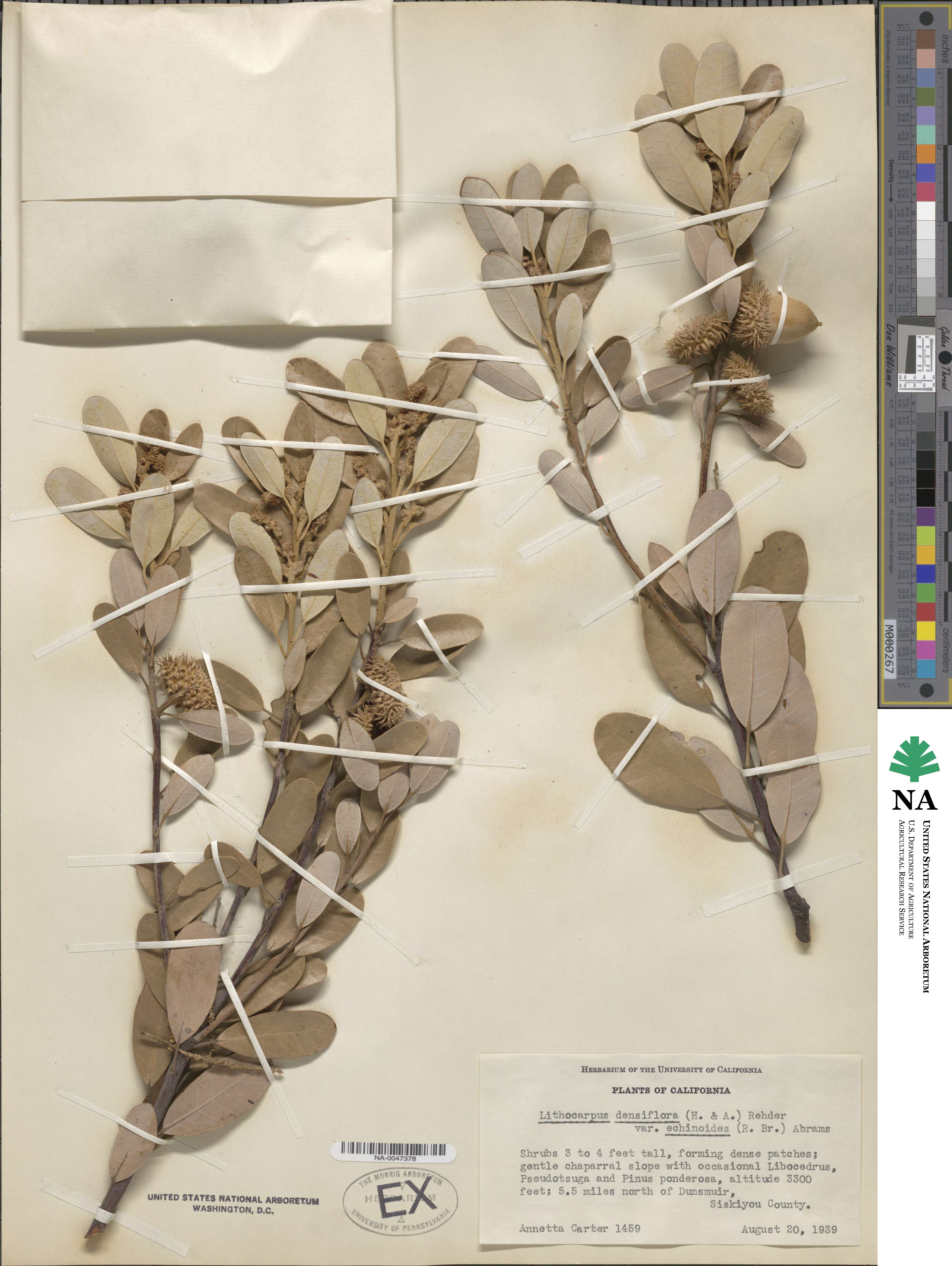 Notholithocarpus densiflorus var. echinoides image