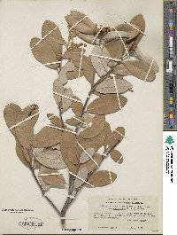 Notholithocarpus densiflorus var. echinoides image