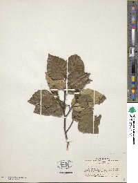 Fagus crenata image