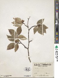 Fagus grandifolia image