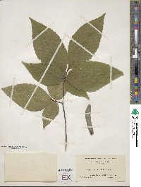 Fagus grandifolia image