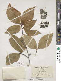 Fagus grandifolia image