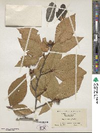 Fagus grandifolia image