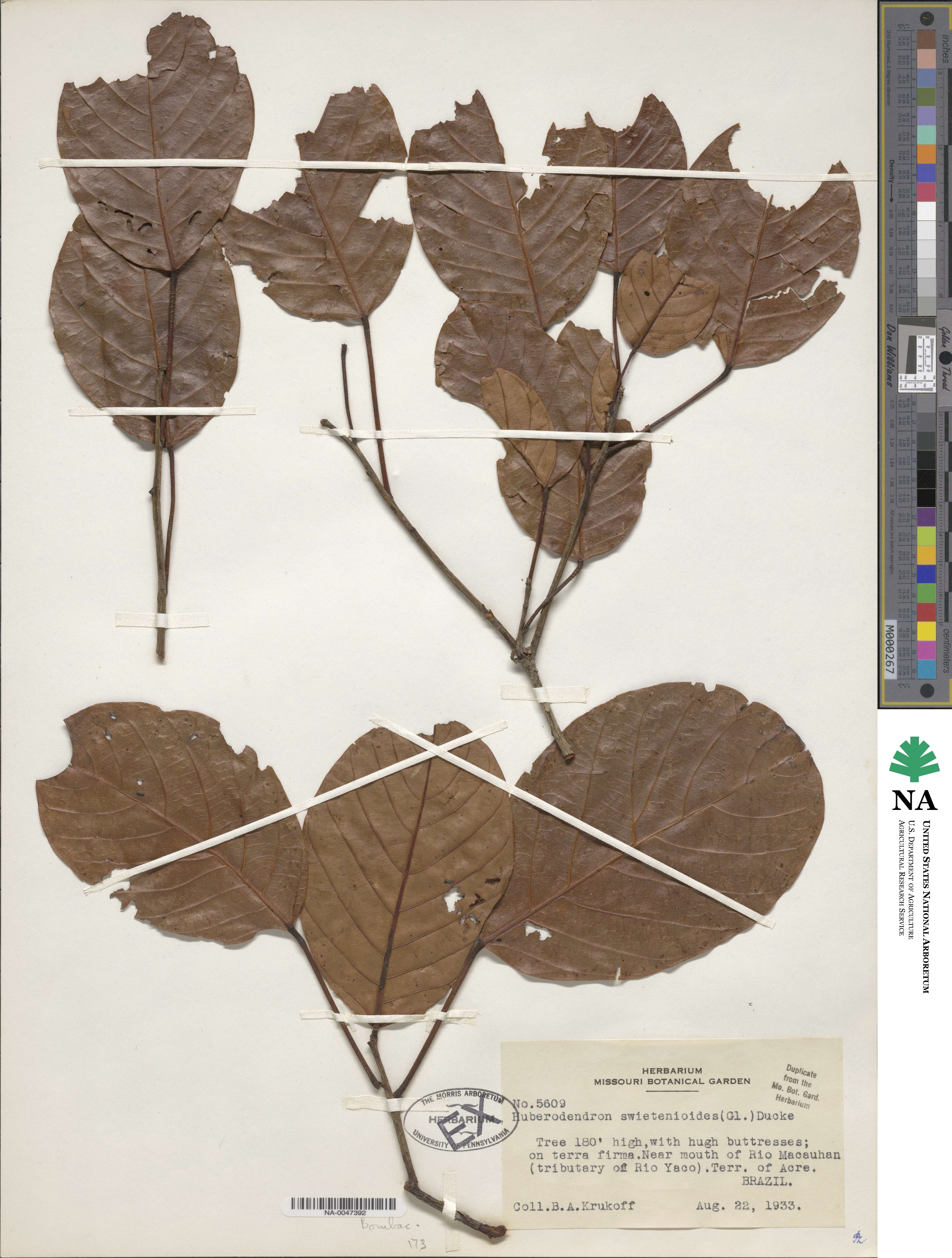 Huberodendron swietenioides image