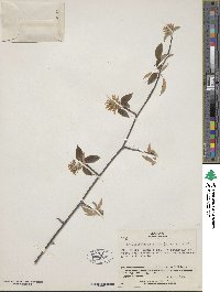 Amelanchier asiatica image