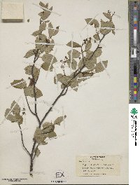 Amelanchier canadensis image