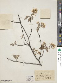 Amelanchier canadensis image