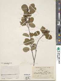 Amelanchier sanguinea image