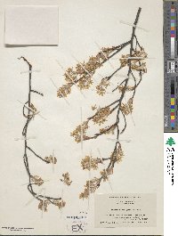 Amelanchier arborea image