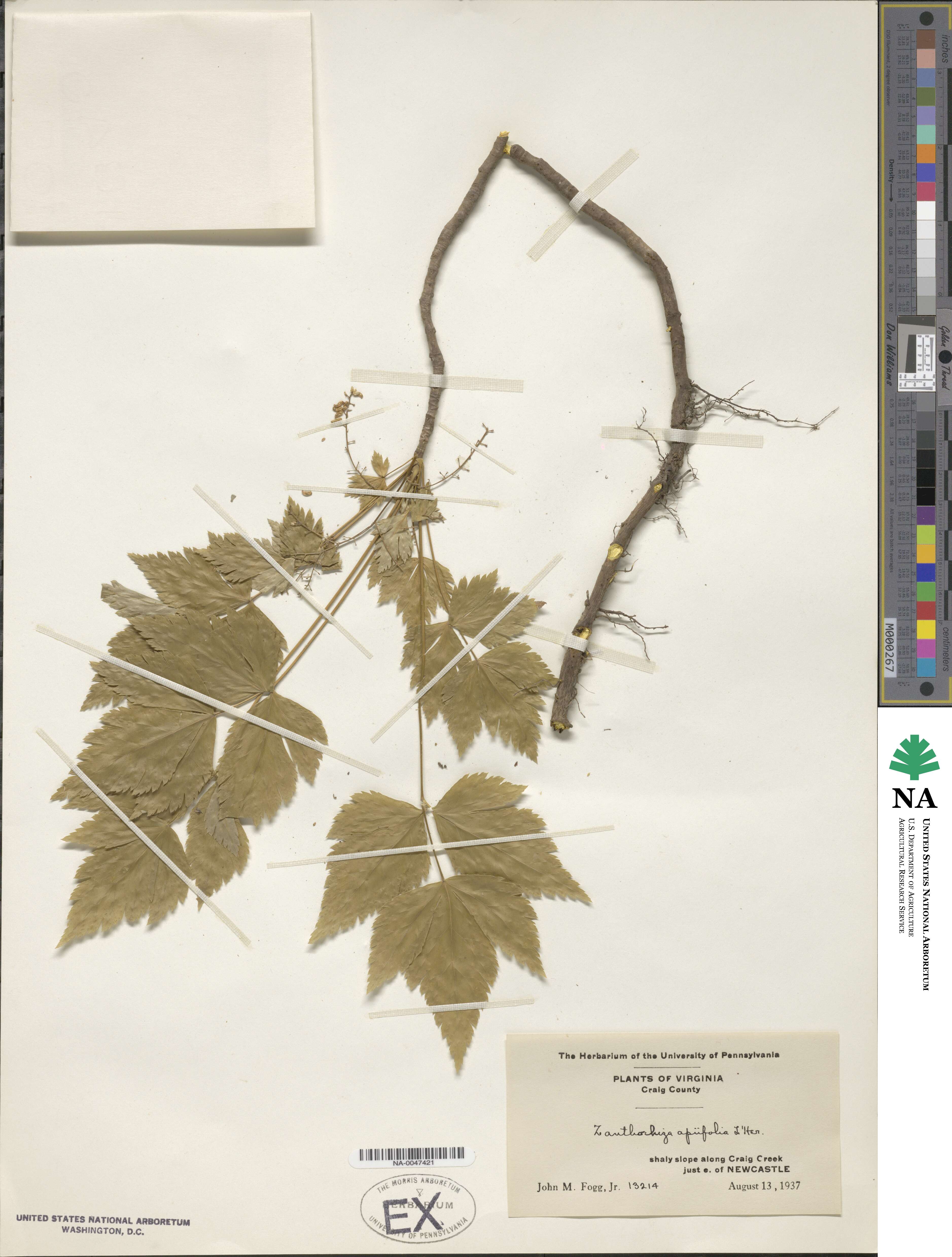 Xanthorhiza simplicissima image